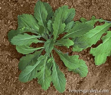 Wasabi Arugula 5 Wasabi Arugula - Image 3