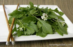 Wasabi Arugula 10 Wasabi Arugula -Parkseed Shop arugula wasabi 72dpi 3