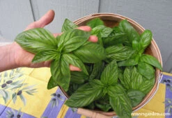 Aurelia 10 Aurelia -Parkseed Shop basil aurelia 03