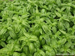 Aurelia 11 Aurelia -Parkseed Shop basil aurelia 04 d23ef154 b6f7 4901 aa34 ddef92bda438