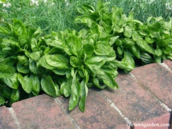 Italian Cameo -Parkseed Shop basil container italiancameo 02