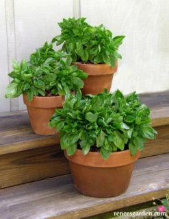 Italian Cameo -Parkseed Shop basil container italiancameo 03