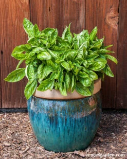 Italian Cameo -Parkseed Shop basil container italiancameo 04