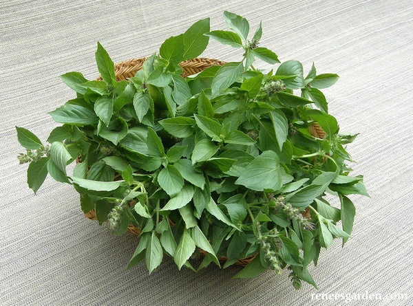 Mrs. Burns' Lemon Basil 4 Mrs. Burns' Lemon Basil - Image 2