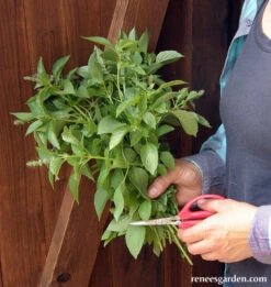 Mrs. Burns' Lemon Basil 12 Mrs. Burns' Lemon Basil -Parkseed Shop basil lemon 03