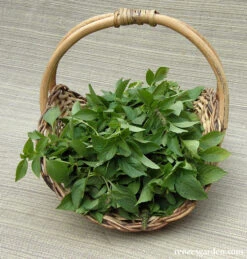 Mrs. Burns' Lemon Basil 13 Mrs. Burns' Lemon Basil -Parkseed Shop basil lemon 05