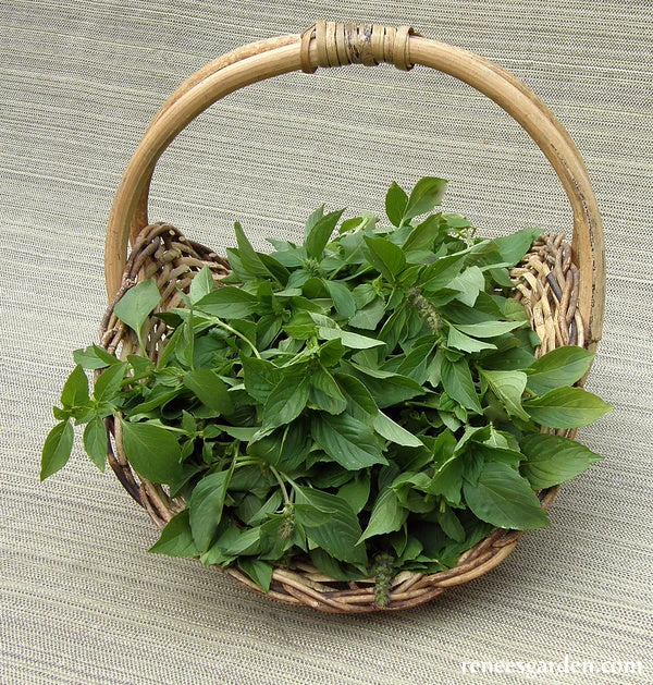 Mrs. Burns' Lemon Basil 7 Mrs. Burns' Lemon Basil - Image 5