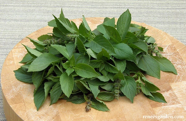Mrs. Burns' Lemon Basil 8 Mrs. Burns' Lemon Basil - Image 6
