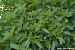 Mrs. Burns' Lemon Basil 11 Mrs. Burns' Lemon Basil -Parkseed Shop basil mrs.burns lemon 02