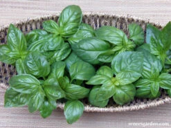 Italian Pesto Basil -Parkseed Shop basil pesto 03