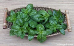 Italian Pesto Basil -Parkseed Shop basil pesto 04