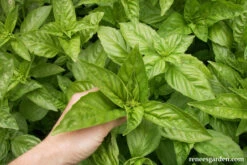 Profumo Di Genova -Parkseed Shop basil profumadigenova 02
