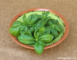 Profumo Di Genova -Parkseed Shop basil profumadigenova 03