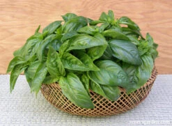 Sweet Green Basil -Parkseed Shop basil sweetgreen 02