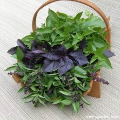 Scented Basil Trio 14 Scented Basil Trio -Parkseed Shop basil trio 02