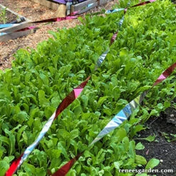 Birdscare Flash Tape -Parkseed Shop bird tape2