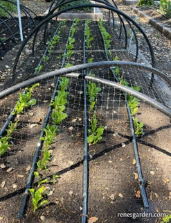 Bird X Netting: Critical Seedling Protection -Parkseed Shop bird netting row web