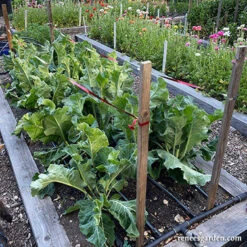 Birdscare Flash Tape -Parkseed Shop birdscare flash tape 5 web