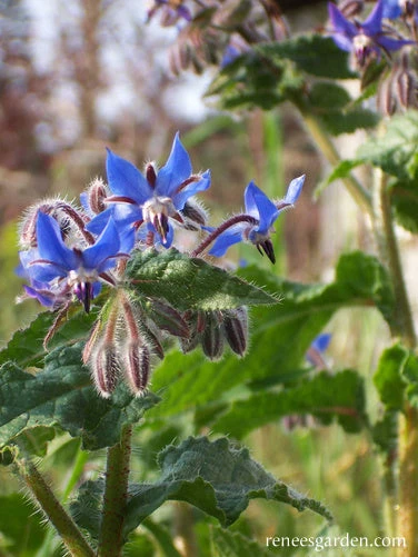 Blue Borage 4 Blue Borage - Image 2