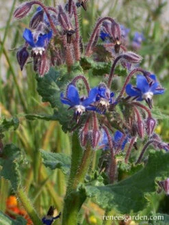 Blue Borage 9 Blue Borage -Parkseed Shop borage 72dpi 3