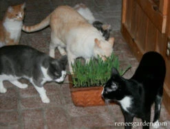Gourmet Mixed Greens -Parkseed Shop cat grass gormet mixed greens 72dpi 3