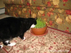Gourmet Mixed Greens -Parkseed Shop cat grass gormet mixed greens 72dpi 4