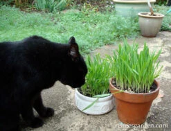 Four Grass Mix -Parkseed Shop cat grass kitty queen 72dpi 1