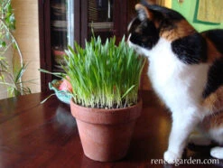 Four Grass Mix -Parkseed Shop cat grass kitty queen 72dpi 2