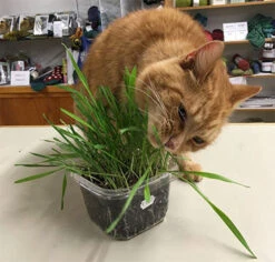 Gourmet Greens Cat Treats -Parkseed Shop catgrass