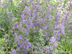 Catmint 8 Catmint -Parkseed Shop catmint 72dpi 2