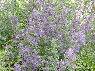 Catmint 5 Catmint - Image 3