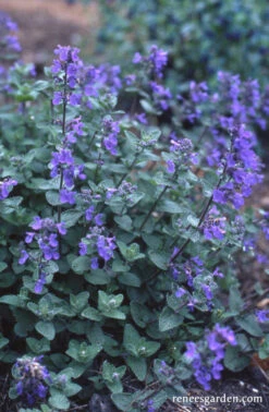 Catmint 9 Catmint -Parkseed Shop catmint ornamental 06
