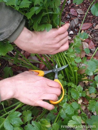 Amsterdam Seasoning Celery 6 Amsterdam Seasoning Celery - Image 4