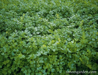 Amsterdam Seasoning Celery 4 Amsterdam Seasoning Celery - Image 2