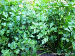 Amsterdam Seasoning Celery 11 Amsterdam Seasoning Celery -Parkseed Shop celery seasoning 72dpi 4