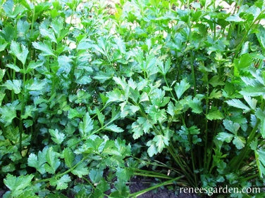 Amsterdam Seasoning Celery 7 Amsterdam Seasoning Celery - Image 5