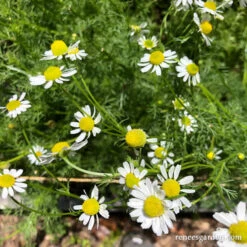 Bodegold Chamomile 18 Bodegold Chamomile -Parkseed Shop chamomile