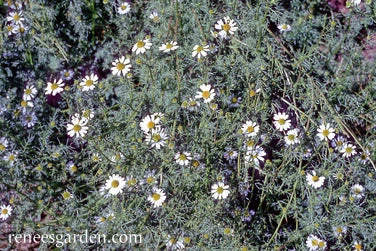 Bodegold Chamomile 9 Bodegold Chamomile - Image 7