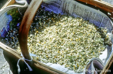 Bodegold Chamomile 4 Bodegold Chamomile - Image 2