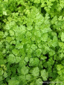 French Chervil -Parkseed Shop chervil 72dpi 05