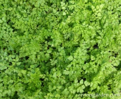 French Chervil -Parkseed Shop chervil 72dpi 06