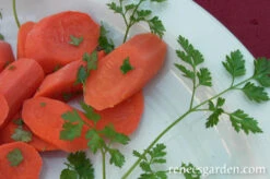 French Chervil -Parkseed Shop chervil 72dpi 08