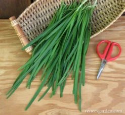 Garlic Chives -Parkseed Shop chive organic garlic 72dpi 3