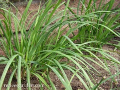 Garlic Chives -Parkseed Shop chive organic garlic 72dpi 4