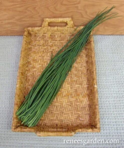 Culinary Chives 7 Culinary Chives -Parkseed Shop chives culinary 72dpi 2