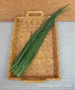 Culinary Chives 5 Culinary Chives - Image 3