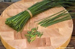 Fine Leaf Chives 7 Fine Leaf Chives -Parkseed Shop chives fineleaf2 03e8f43b 086f 4636 af16 4f16fd0b2da9