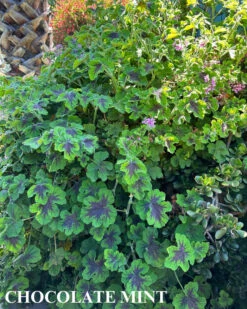 Trio I: Chocolate And Roses 16 Trio I: Chocolate And Roses -Parkseed Shop chocolatemintgeranium