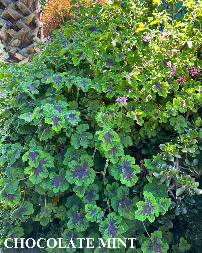 Trio I: Chocolate And Roses 9 Trio I: Chocolate And Roses - Image 7