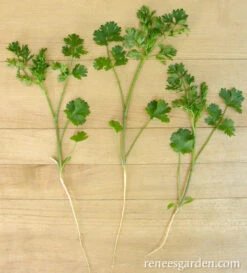 Bac Lieu Cilantro 9 Bac Lieu Cilantro -Parkseed Shop cilantro bac lieu 72dpi 2